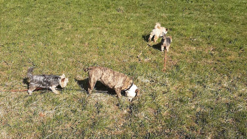 Au domaine des loulous Toilettage et pension canine