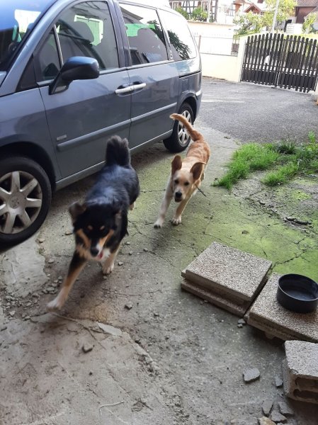 Au domaine des loulous Toilettage et pension canine - photo 2