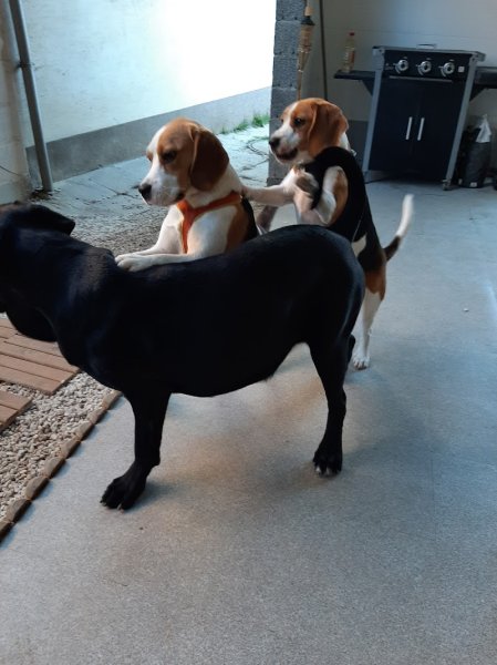 Au domaine des loulous Toilettage et pension canine - photo 3