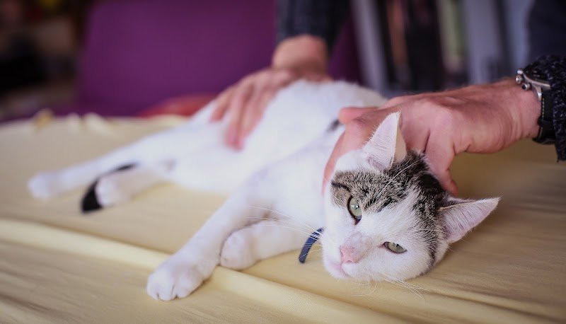 Sébastien KERN - ostéopathe équin, canin et autres animaux