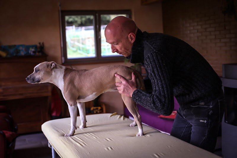 Sébastien KERN - ostéopathe équin, canin et autres animaux - photo 2