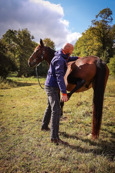 Sébastien KERN - ostéopathe équin, canin et autres animaux - photo 3