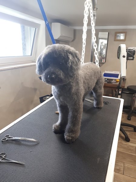 L'atelier du chien - photo 3