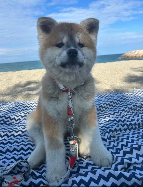 Élevage canin - Akita Inu - Tenshiyo Kensha