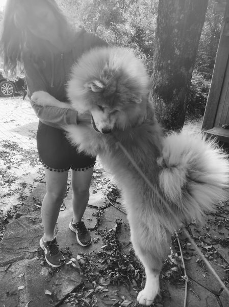 Élevage canin - Akita Inu - Tenshiyo Kensha - photo 2