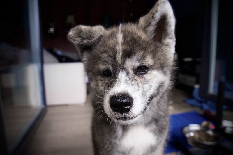 Élevage canin - Akita Inu - Tenshiyo Kensha - photo 3