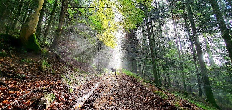 Paisible Dog - photo 1