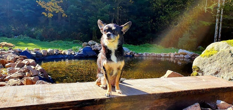 Paisible Dog - photo 3