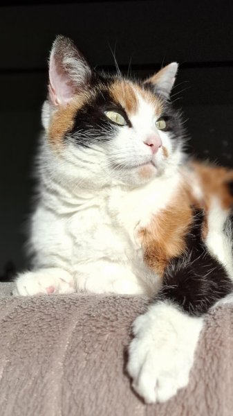 Eliane Schmitt - Félinement canin - photo 1