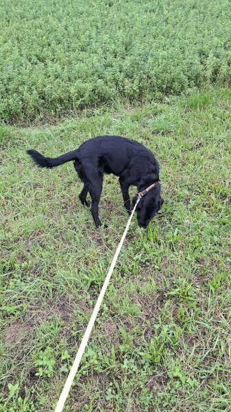 Eliane Schmitt - Félinement canin - photo 2