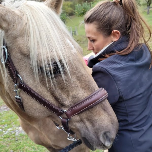 Animain - massage équin et canin