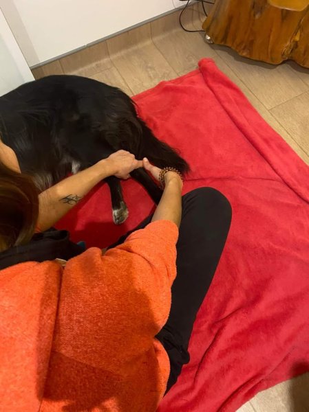 Animain - massage équin et canin - photo 2