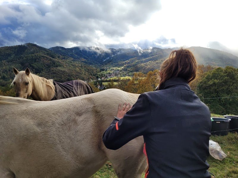 Animain - massage équin et canin - photo 3