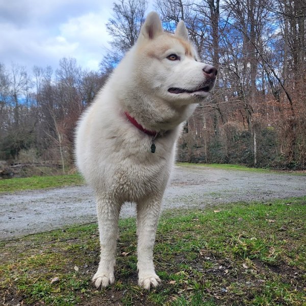 Pension Canine de l'Etang