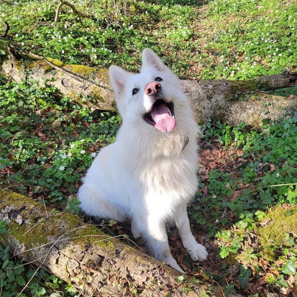 Pension Canine de l'Etang - photo 2