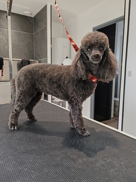 Le Chien Beau'T - photo 2