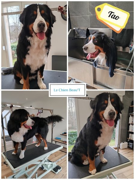 Le Chien Beau'T - photo 3
