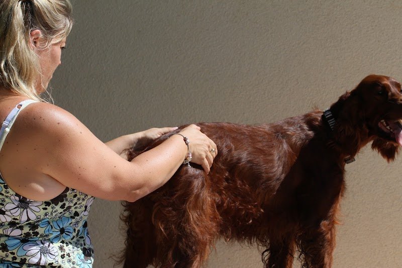 DOG BIEN-ÊTRE Bénédicte BASTIEN - photo 1