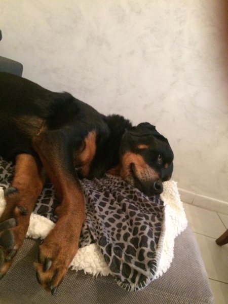 DOG BIEN-ÊTRE Bénédicte BASTIEN - photo 3