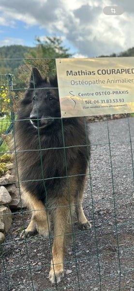 Centre Dogspirit - photo 2