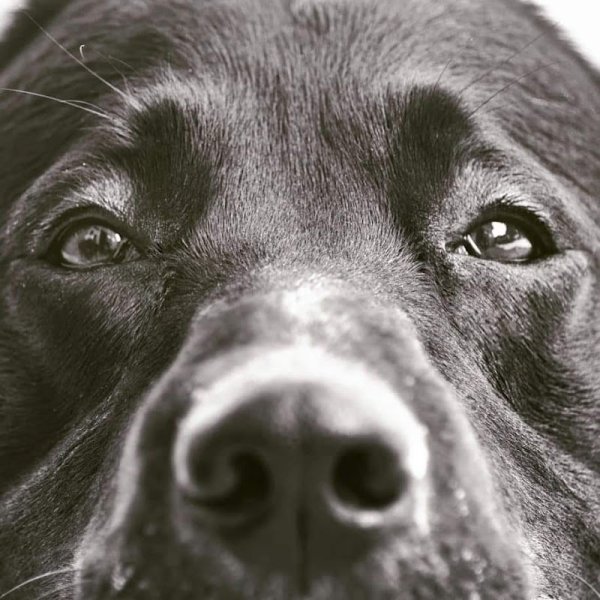 Centre Dogspirit - photo 3