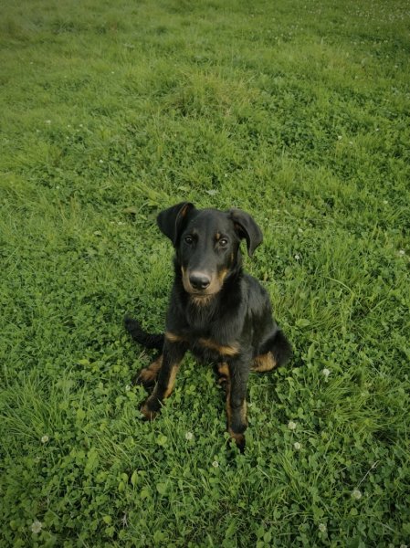 Elevage canin la roche des féées