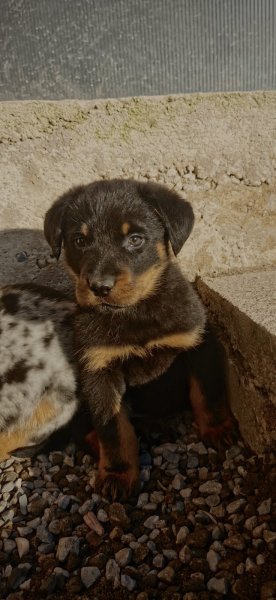 Elevage canin la roche des féées - photo 2