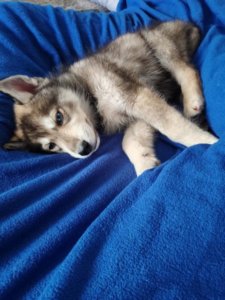 Elevage canin la roche des féées - photo 3