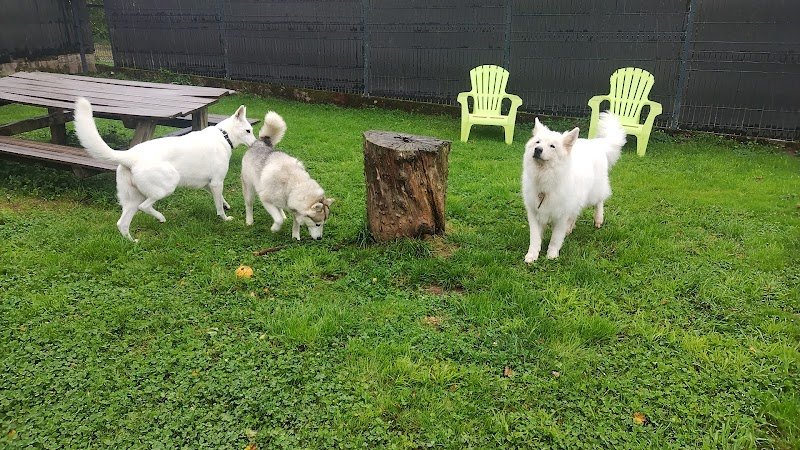 Pension canine Naïs & Dogs - photo 1