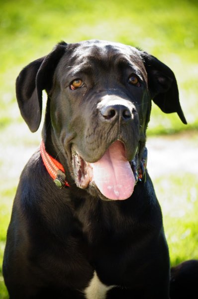 Pension canine Naïs & Dogs - photo 2