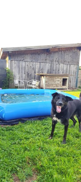 Pension canine Naïs & Dogs - photo 3