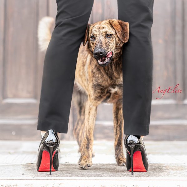 Le Chien Corse DITG - photo 1