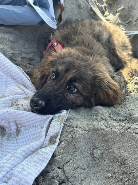 Le Chien Corse DITG - photo 2