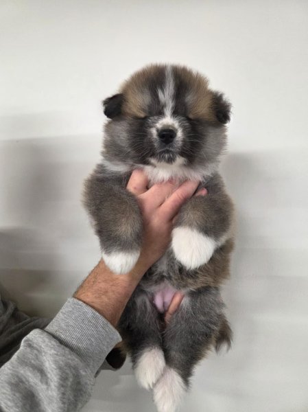 Élevage canin - Akita Inu - SAO NO NAKAMA