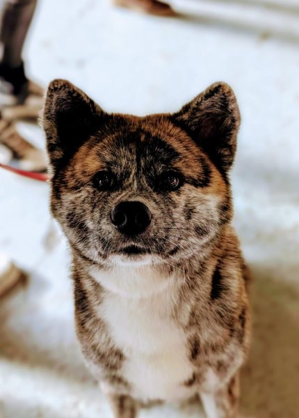 Élevage canin - Akita Inu - SAO NO NAKAMA - photo 2