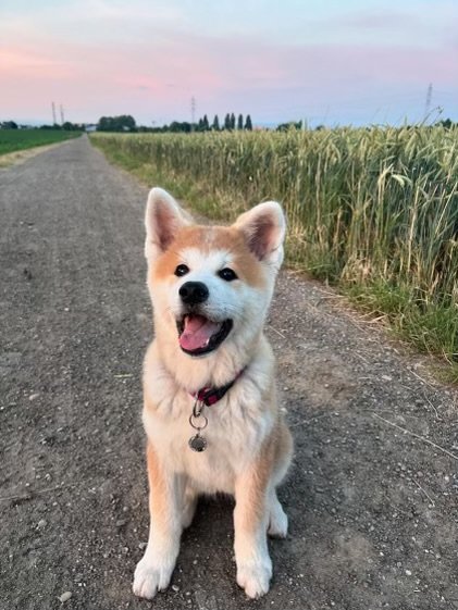 Élevage canin - Akita Inu - SAO NO NAKAMA - photo 3