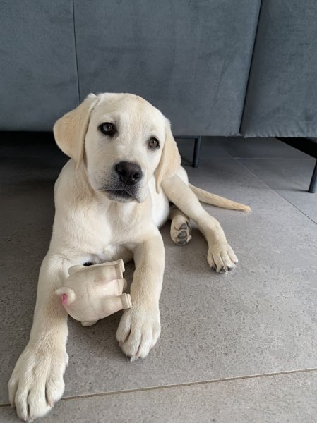 Elevage canin Les Terres d'aidella