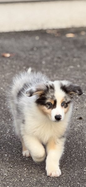 Elevage canin Les Terres d'aidella - photo 2