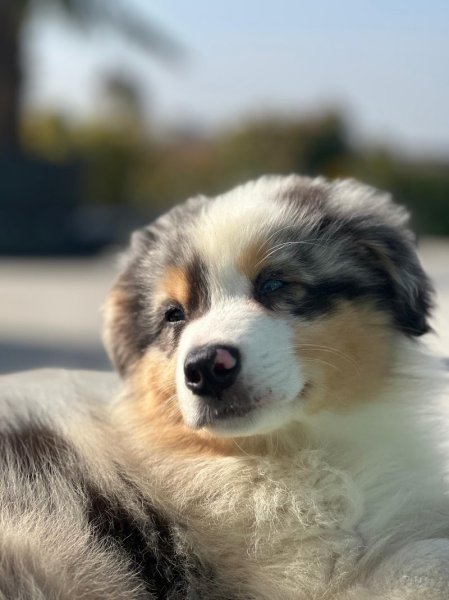 Elevage canin Les Terres d'aidella - photo 3