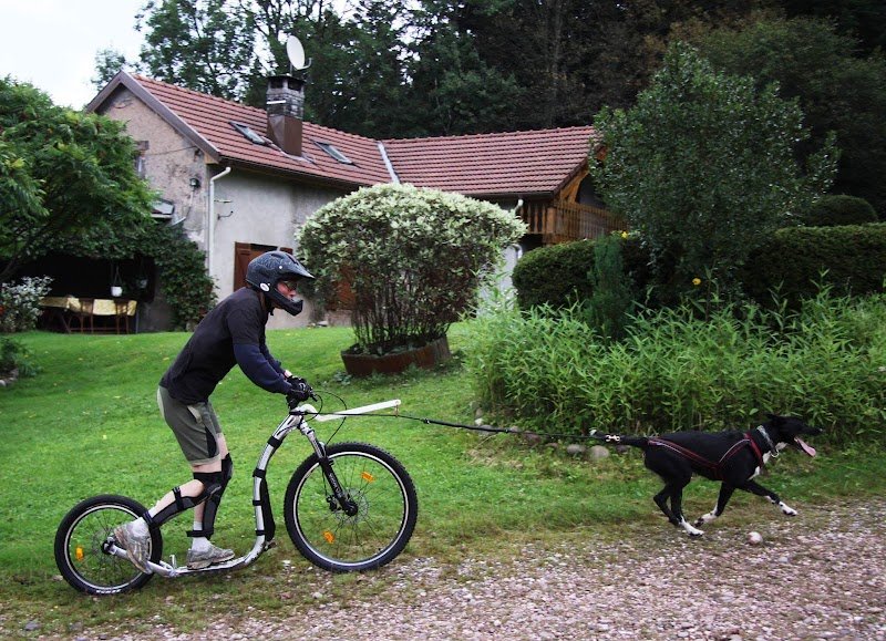 OUT-DOG ADVENTURE PARC - photo 3