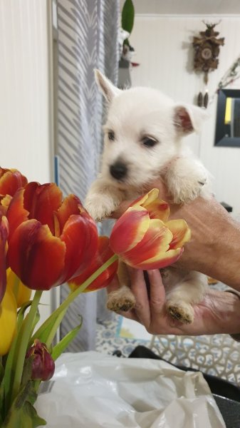 familys dogs - photo 2