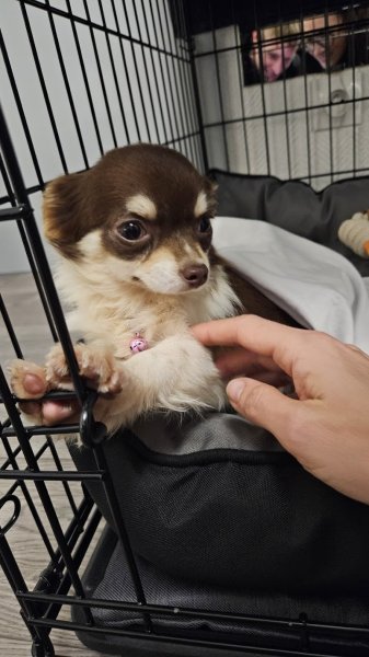 familys dogs - photo 3