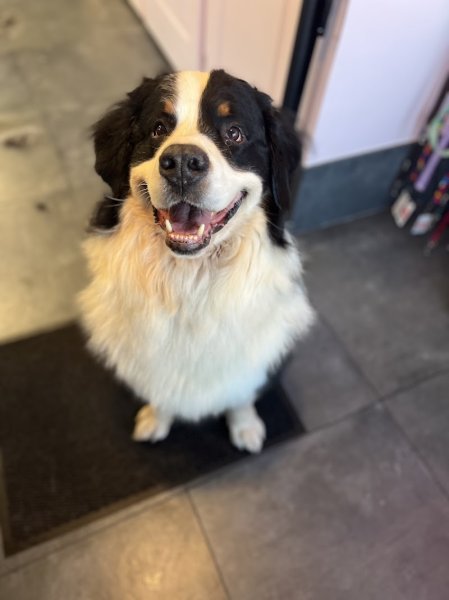 Les Aristochiens - photo 1