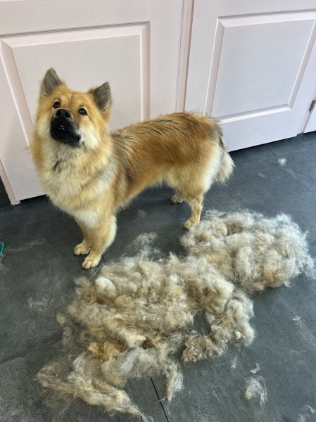 Les Aristochiens - photo 2