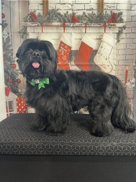 Les Aristochiens - photo 3