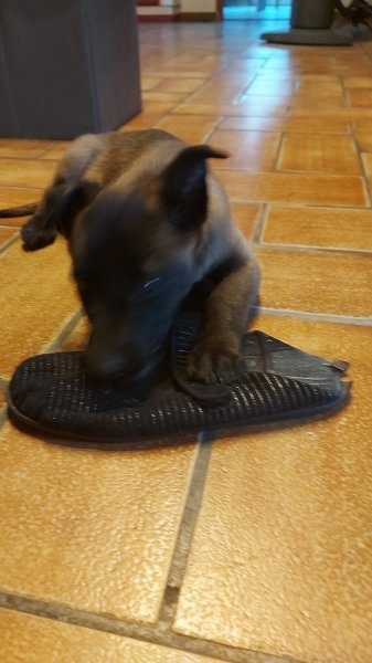 Pension Canine de la Cousinerie - photo 2