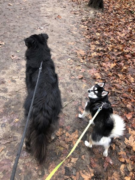 Respect-Animal - Justine COURTECUISSE - Educatrice Comportementaliste Canine - Pension canine familiale