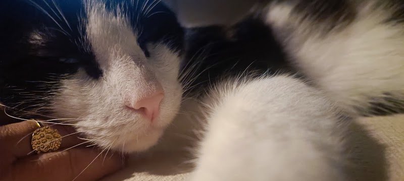 Respect-Animal - Justine COURTECUISSE - Educatrice Comportementaliste Canine - Pension canine familiale - photo 3