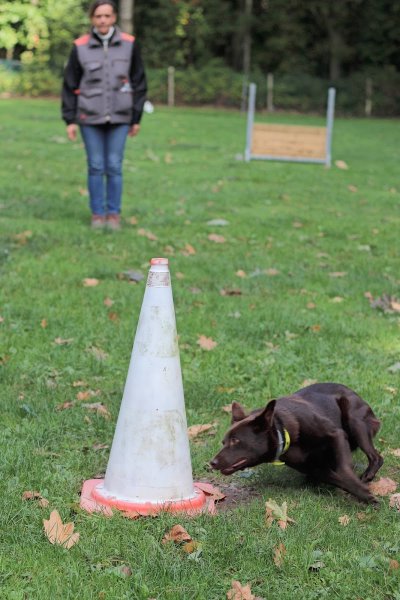 club d'éducation canine de saint Valery en Caux