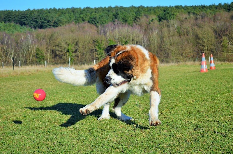 Animal mon ami Dididog - photo 2